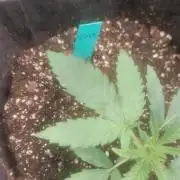 Devils Advocate - Temptation Mintz