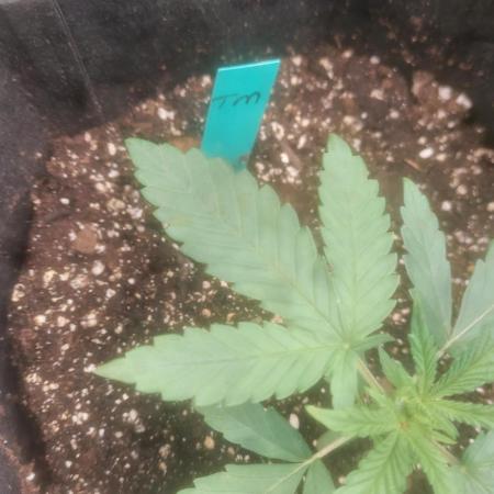 Devils Advocate - Temptation Mintz