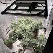 Papaya Frosting Stress-Seed Grow