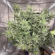Papaya Frosting Stress-Seed Grow