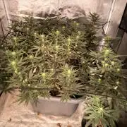 Papaya Frosting Stress-Seed Grow