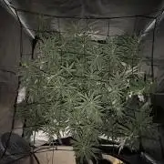 Papaya Frosting Stress-Seed Grow