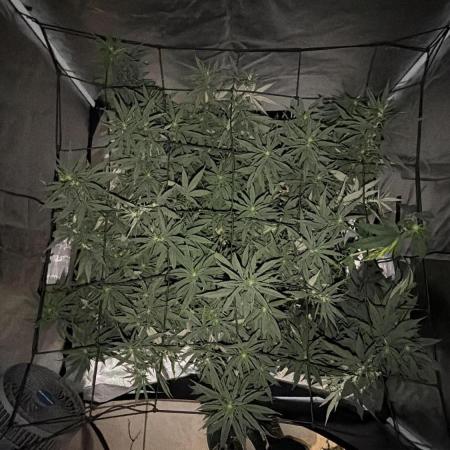 Papaya Frosting Stress-Seed Grow