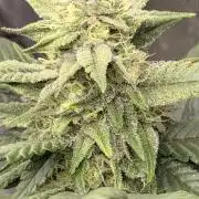 Papaya Frosting Stress-Seed Grow
