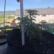 Papaya Frosting Stres Seed Grow