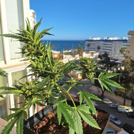 Quick Balcony getting back on