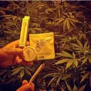 420tm_ams 1 Strawberry Glue 1 