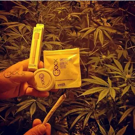 420tm_ams 1 Strawberry Glue 1 