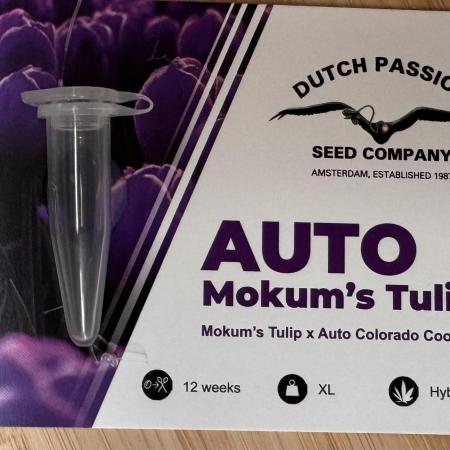Auto Mokum attic window