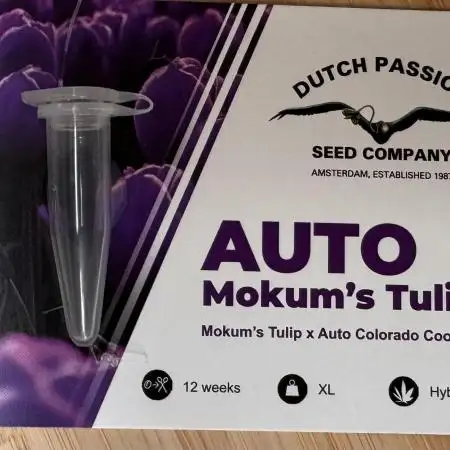 Auto Mokum attic window