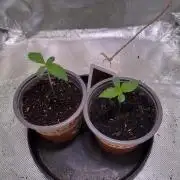 Chicken n' Waffles and Blueberry Muffin