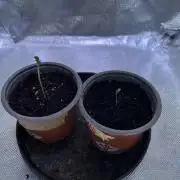 Chicken n' Waffles and Blueberry Muffin