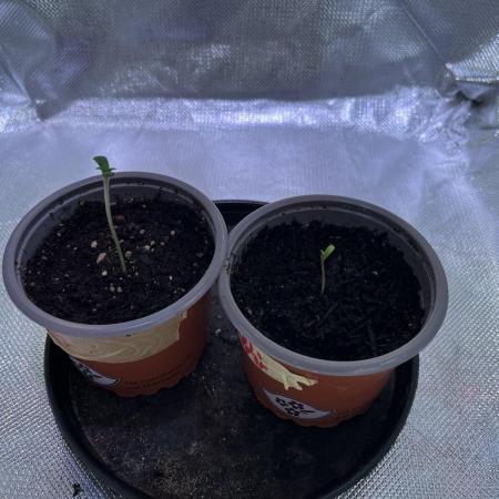 Chicken n' Waffles and Blueberry Muffin