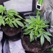 Chicken n' Waffles and Blueberry Muffin