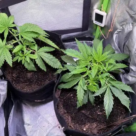 Chicken n' Waffles and Blueberry Muffin