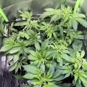 Chicken n' Waffles and Blueberry Muffin