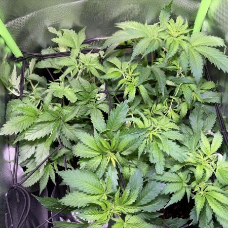 Chicken n' Waffles and Blueberry Muffin