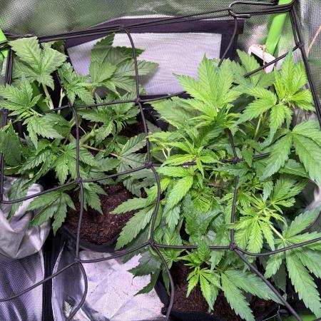 Chicken n' Waffles and Blueberry Muffin