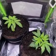 Chicken n' Waffles and Blueberry Muffin