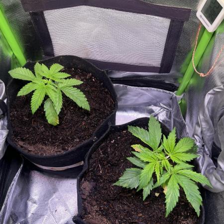 Chicken n' Waffles and Blueberry Muffin