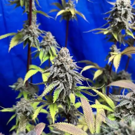 Múltiple “pheno hunt”
