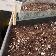 G-4) Orange Sherbert