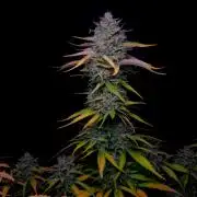 Fastbuds Banana Guava Auto