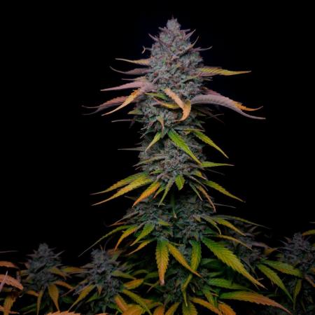 Fastbuds Banana Guava Auto