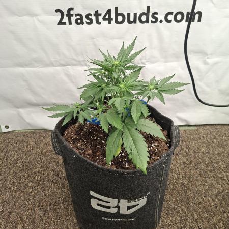 Cherry Cola RF3