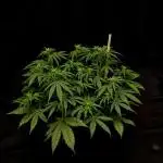 Gorilla Cookies