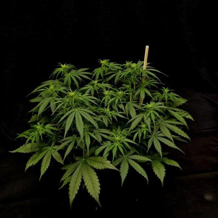 Gorilla Cookies