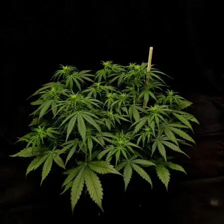 Gorilla Cookies