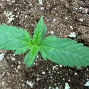 Cherry Cola RF3 #2