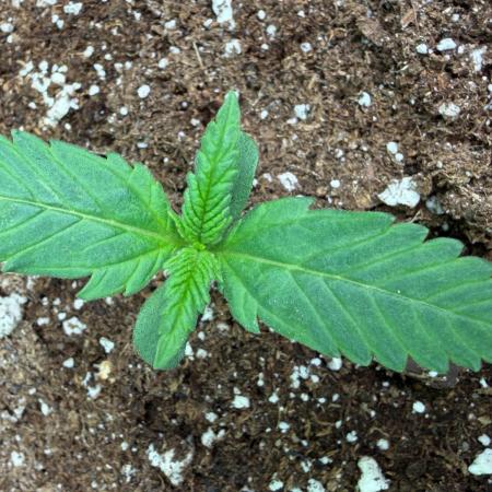 Cherry Cola RF3 #2