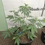 Fastbuds Mendo Frost Auto