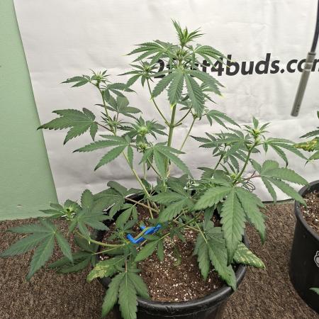 Fastbuds Mendo Frost Auto