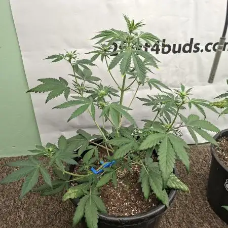 Fastbuds Mendo Frost Auto