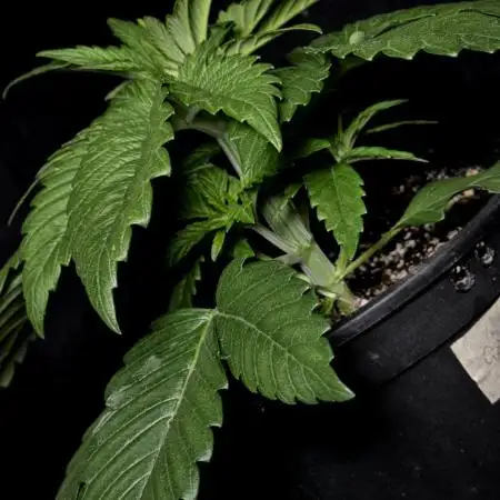 Gorilla Melon