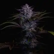 Fastbuds Guava Girls