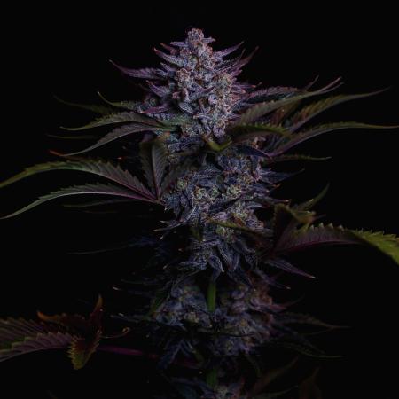 Fastbuds Guava Girls