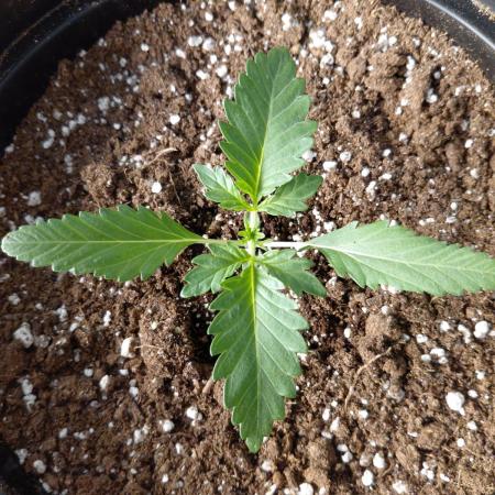 Fastbuds Mendo Guava Outdoor