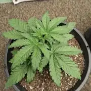 Fastbuds Mendo Frost Auto