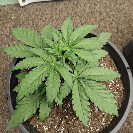 Fastbuds Mendo Frost Auto