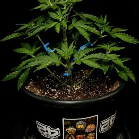 Fastbuds Mixed Pack (Photoperiod)
