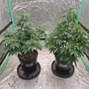 Kannabia Seeds Zoap Rose