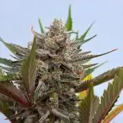 Fastbuds Mendo Guava Outdoor