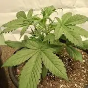 Fastbuds Starwberry Gorilla RF3
