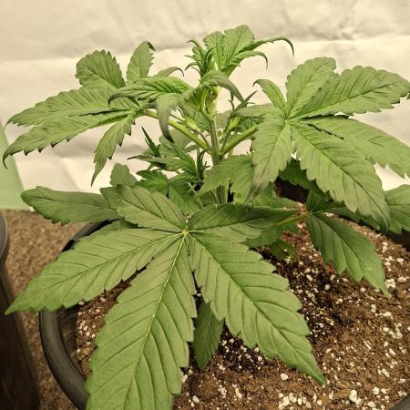 Fastbuds Starwberry Gorilla RF3