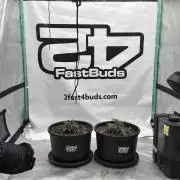 Banana Purple Punch Auto RF3 #2