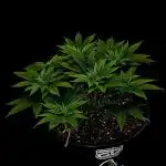 Gorilla Melon